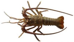 Photo courtesy from miraefnd.net