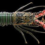 Lobsters of Costa Rica