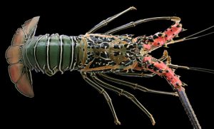 Photo courtesy from Chris Lee