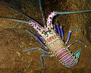 Photo courtesy from www.botany.hawaii.edu