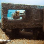 Artificial Reef Projects in Costa Rica