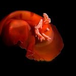 The Spanish Dancer Nudibranch