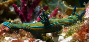 Photo courtesy from The Sea Slug Forum