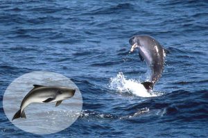 Photo courtesy from Live Azores