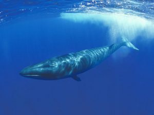 Photo courtesy form WWF