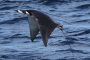 Why Do Devil Rays Jump?