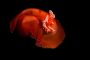 The Spanish Dancer Nudibranch