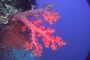 Costa Rica Marine Life, Pacific Side