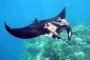 Manta Rays