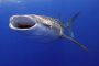 The Whale Shark: Monstrous or Docile?
